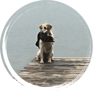 gun-dog-training-img