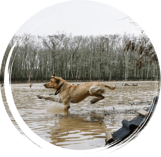 GUN -DOG-TRAINING