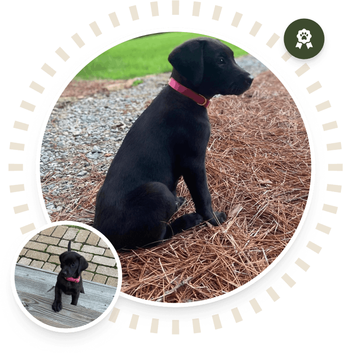 Puppy Training Tips